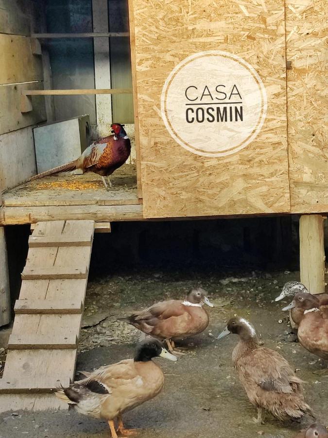מלון Casa Cosmin Cincu מראה חיצוני תמונה